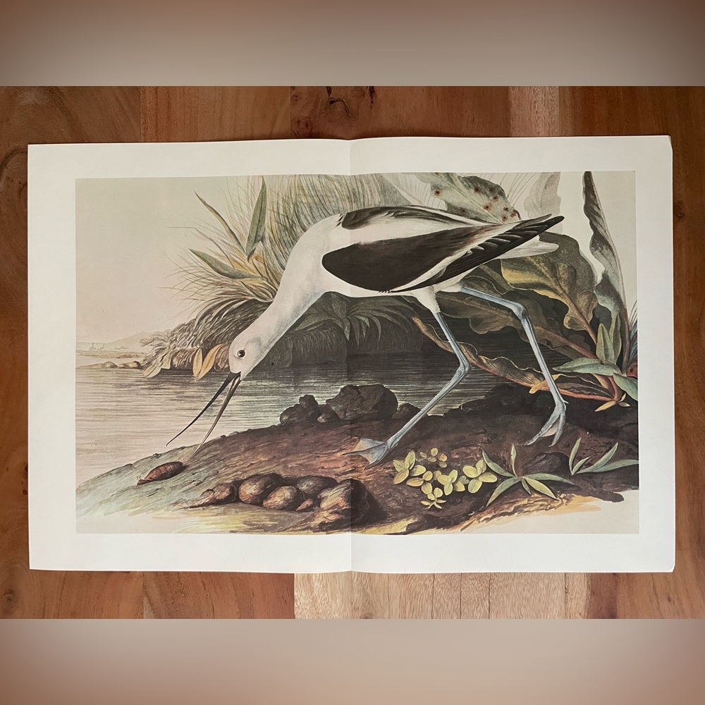 Vintage Audubon Bird Illustration Bookplate Book Page Print Perfect for framing